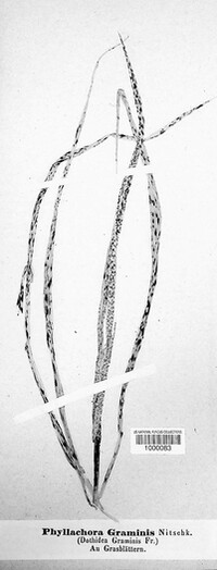 Phyllachora graminis var. graminis image